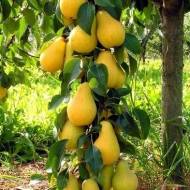 Саджанець Груша колоновидна Медова